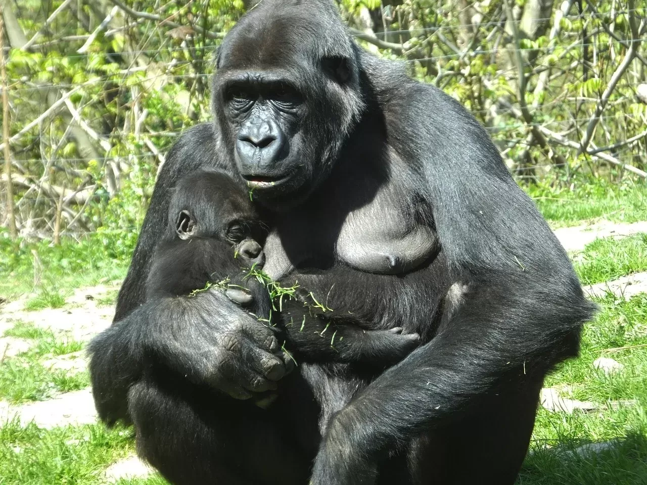 11-Day Primates of the Great Rift Valley Safari, Uganda hero photo