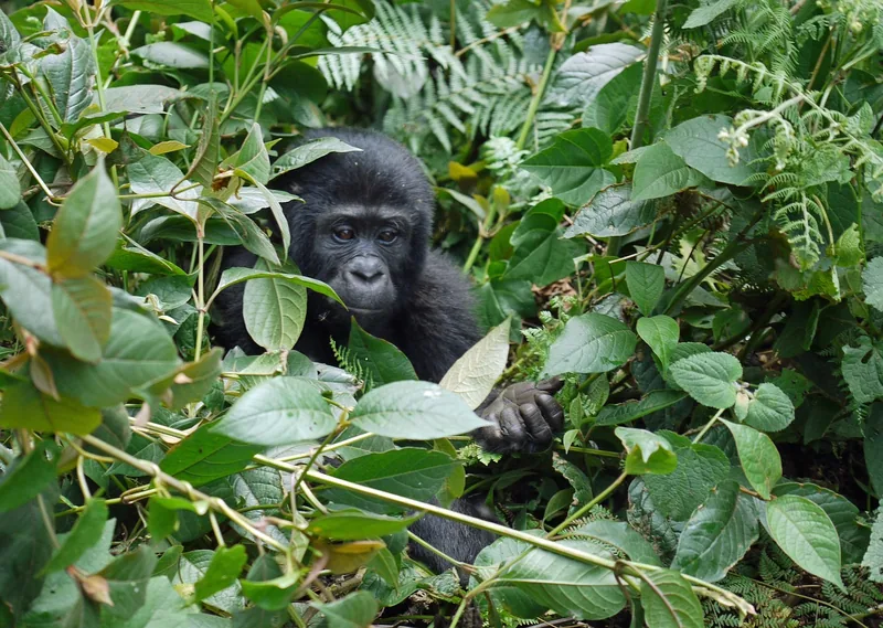 1-Day Uganda Gorilla Trekking from Kigali with Lunch - Rwanda safari gallery image