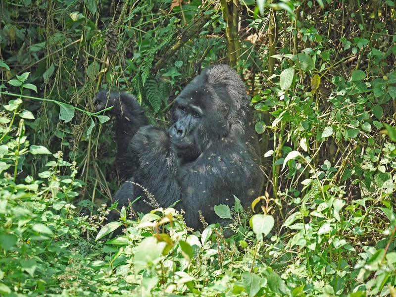 4-Day Mount Bisoke Hike and Bwindi Gorilla Trekking Tour - Rwanda gallery image