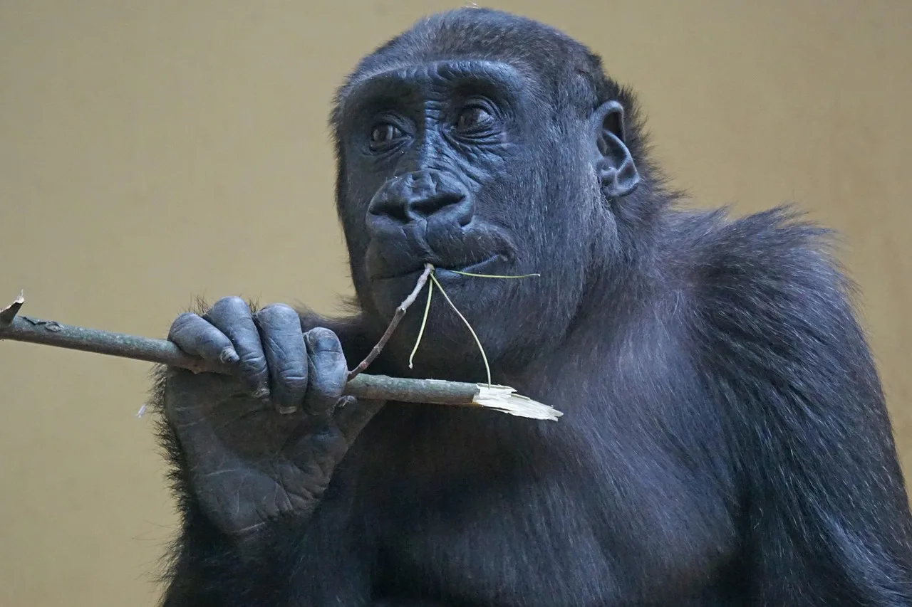 4-Day Incredible Akagera-Gorilla and Trek-Bwindi Tour -Rwanda gallery image