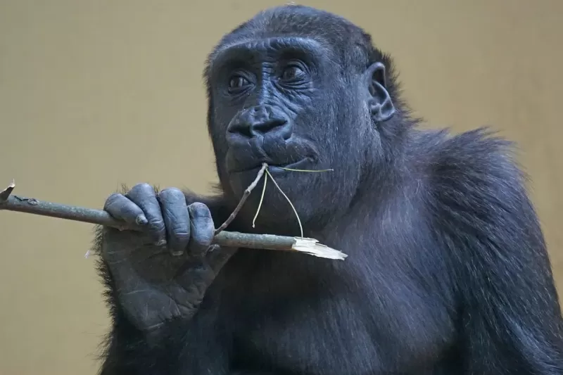 3-Day Uganda Gorilla Safari from Kigali - Uganda gallery image