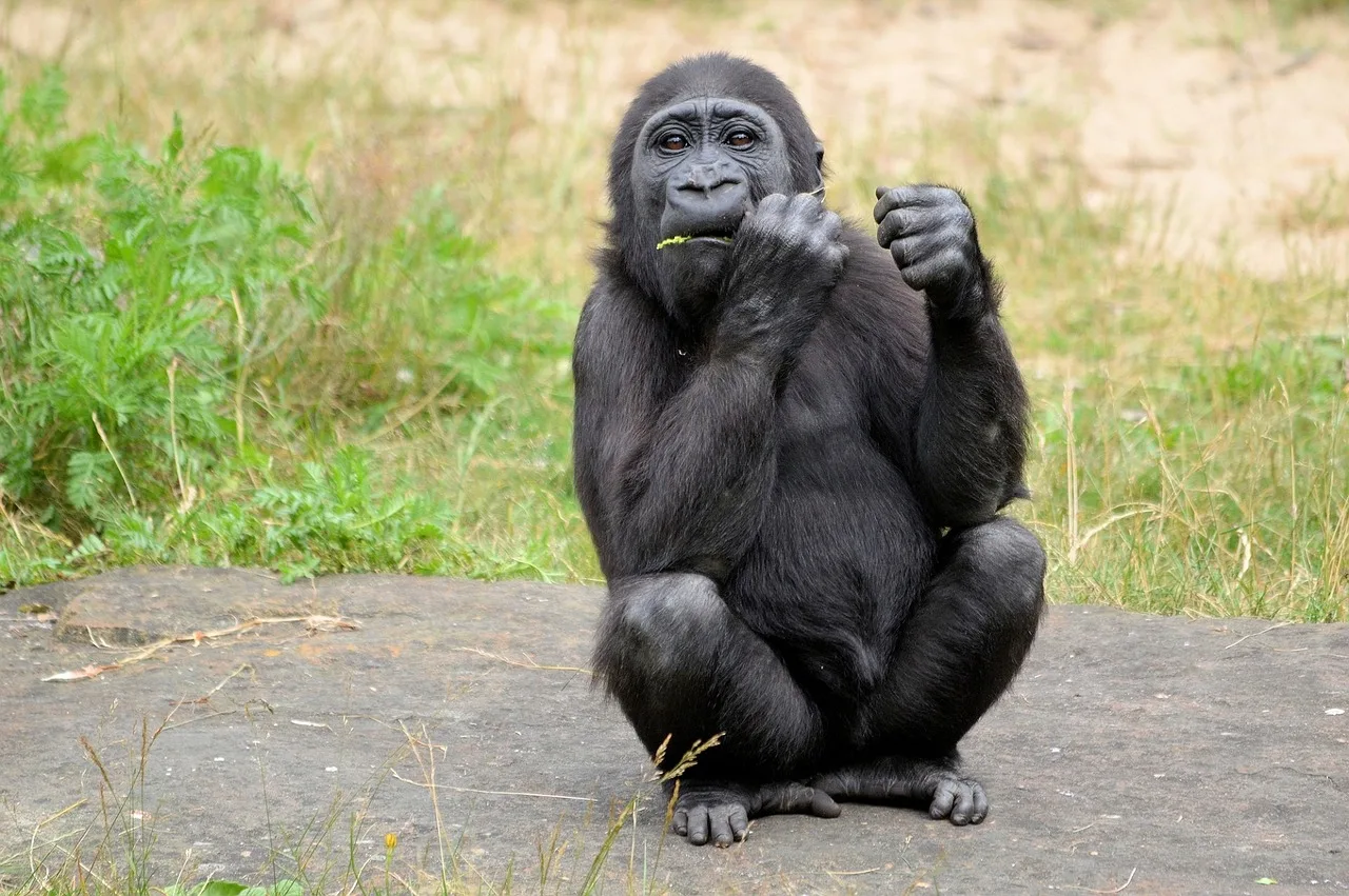 3-Day Murchison Falls Wildlife Trip-Uganda gallery image