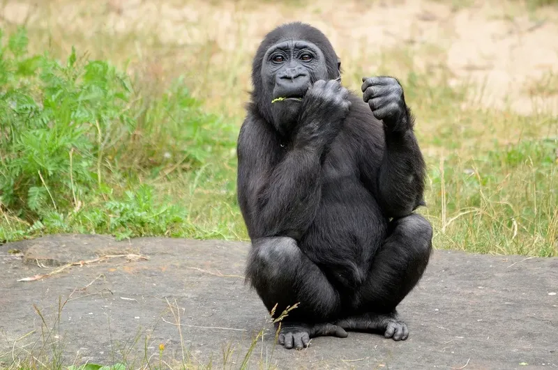2-Day Days Rwanda Gorilla Trek - Volcanoes National Park - Rwanda gallery image