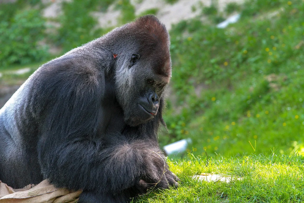 3-Day Volcanoes and Gorillas Tour in Uganda gallery image