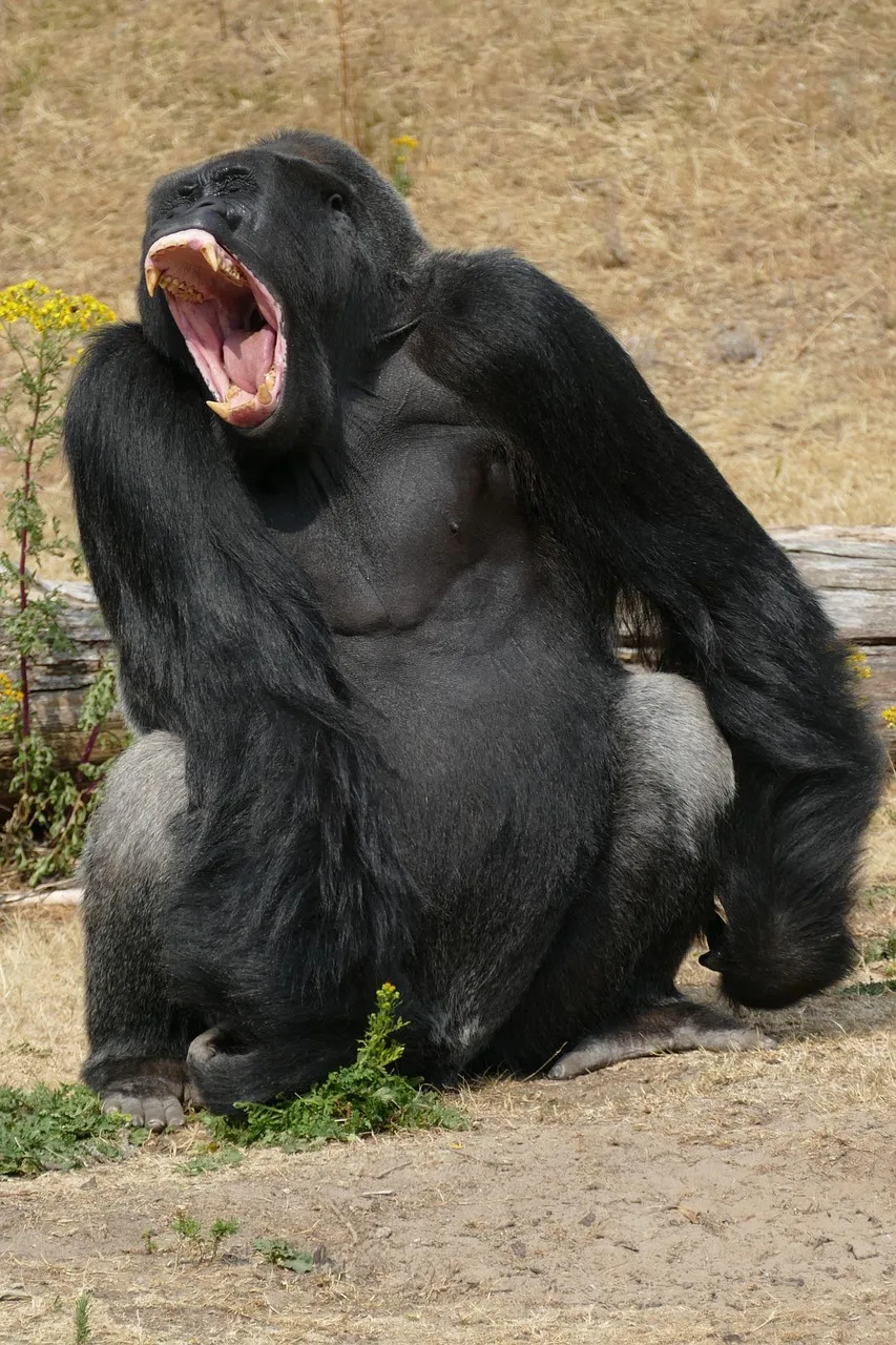 3-Day Volcanoes and Gorillas Tour in Uganda gallery image
