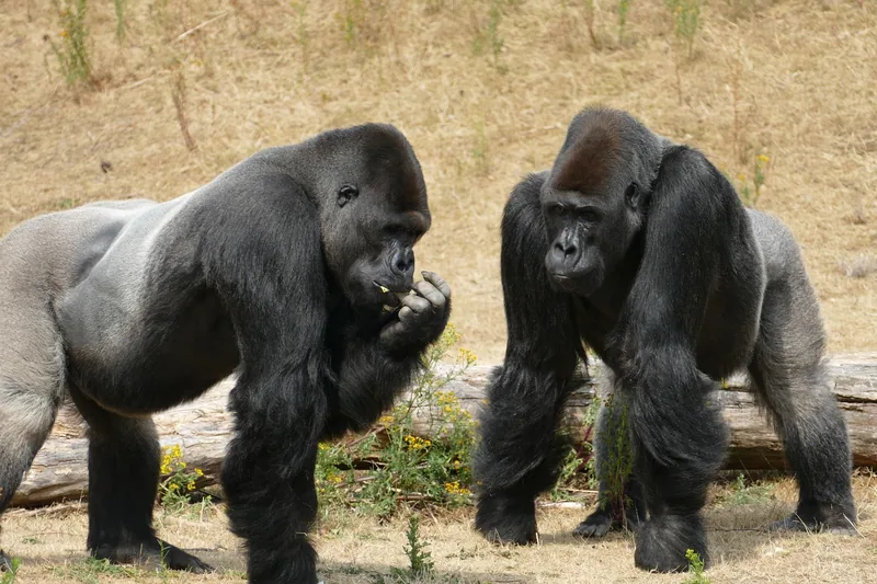 3-Day Gorilla & Golden Monkey Trekking - Rwanda gallery image