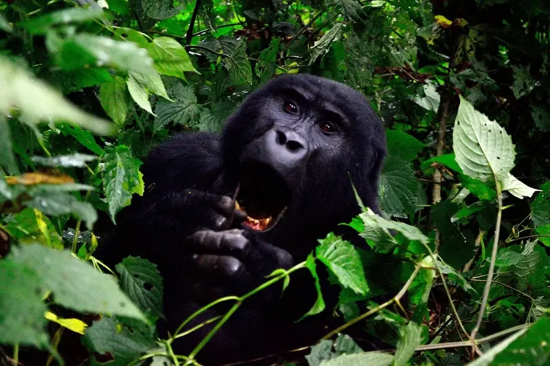 4-Day Gorillas and Golden Monkeys Budget Tour - Rwanda