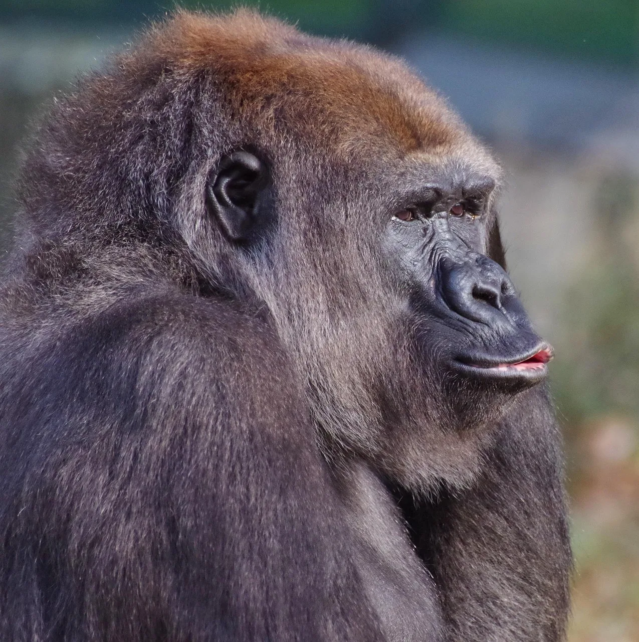 7-Day Uganda Rwanda Gorilla Trekking and Wildlife Tour - Rwanda  - Uganda hero photo