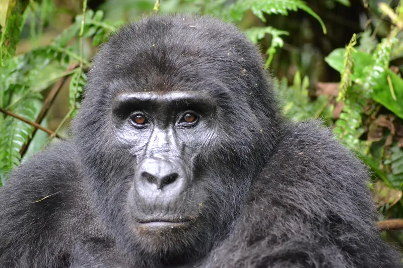 1-Day Mountain Gorilla Trek in Rwanda - Rwanda safari