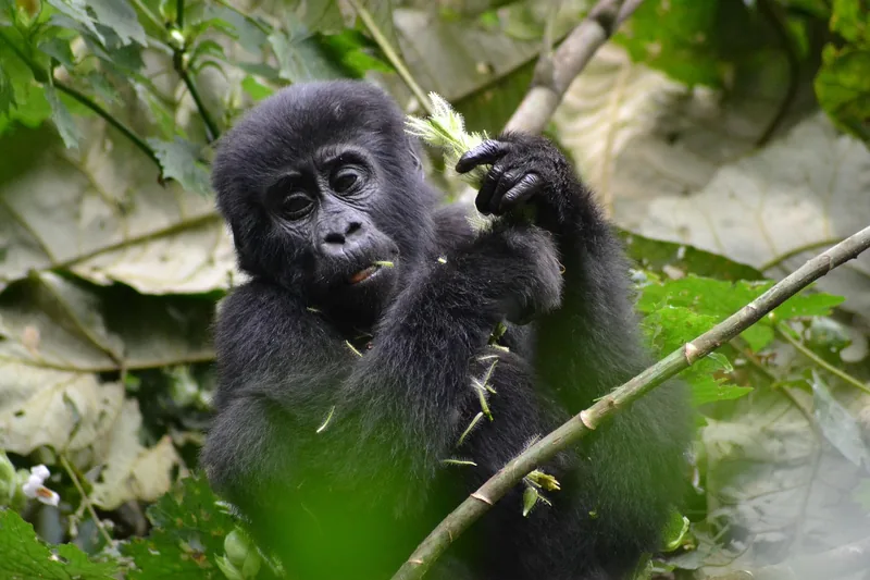 1-Day Gorillas Tracking Safari in Rwanda - Rwanda safari