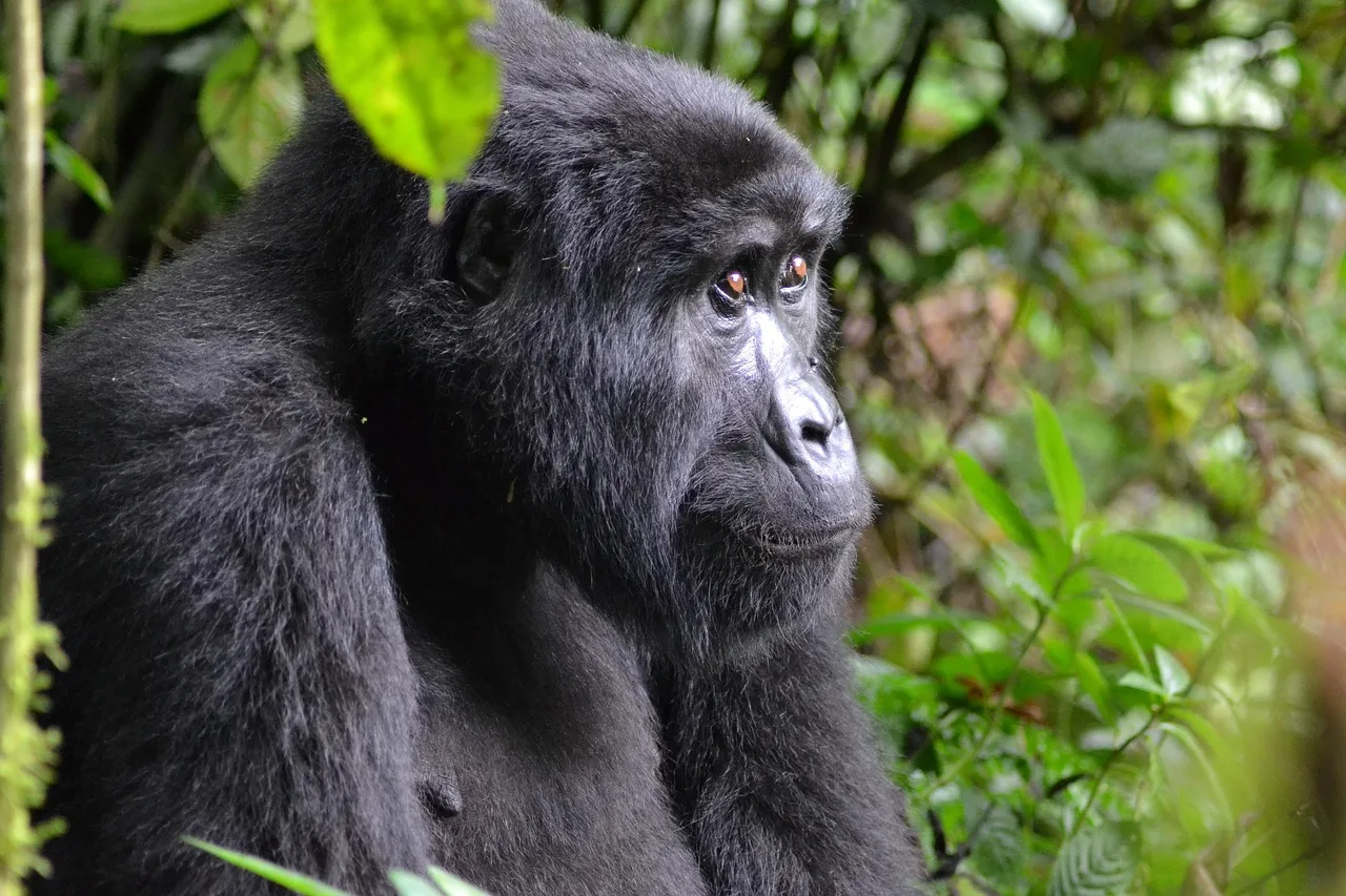 3-Day Gorilla Trekking Budget Safari in Uganda - Uganda gallery image