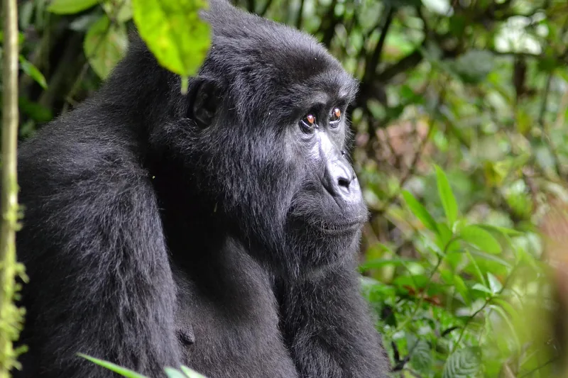 1-Day Rwanda Gorilla Trekking Tour from Kigali - Rwanda safari