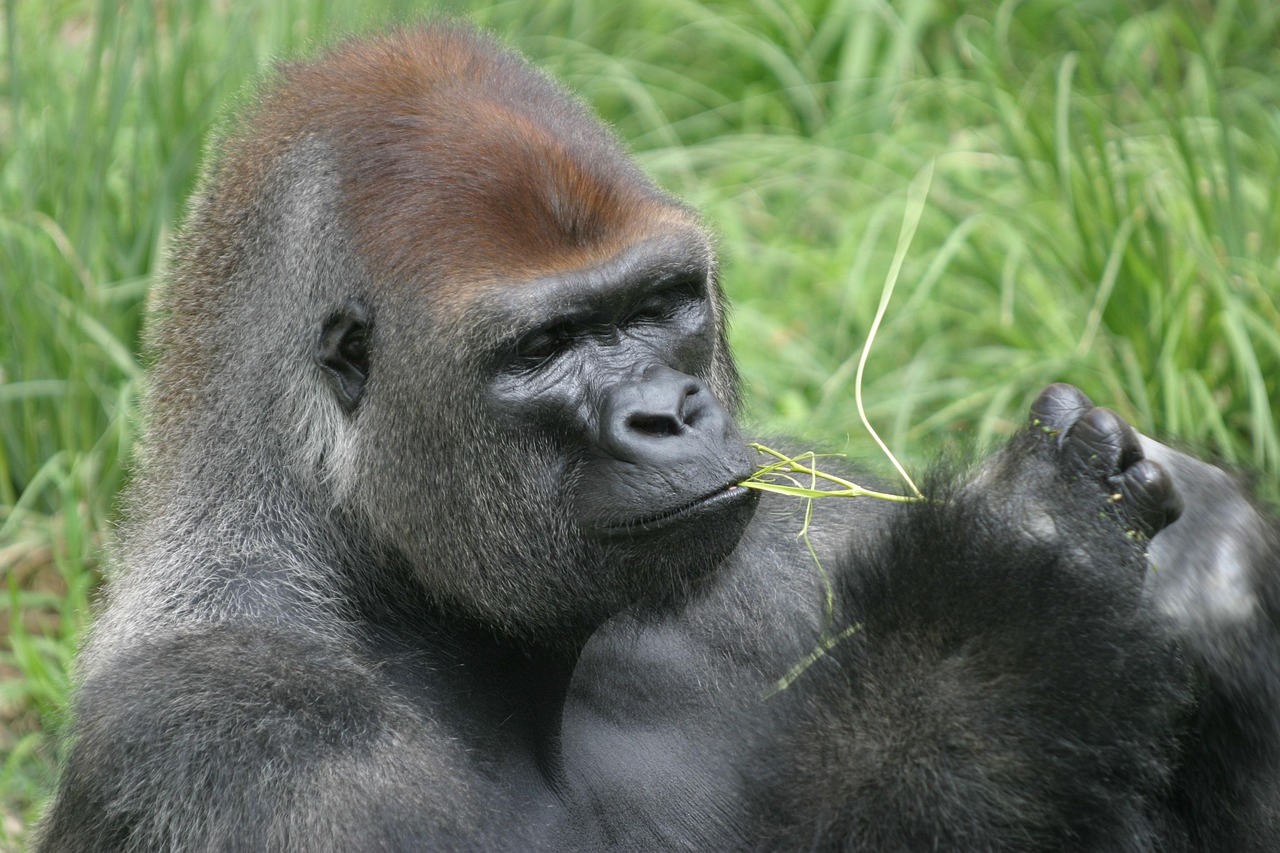 5-Day Gorilla, Golden Monkey Adventure & Wildlife Safari - Rwanda gallery image