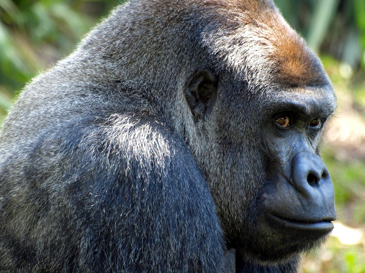 7-Day Uganda Rwanda Gorilla Trekking and Wildlife Tour - Rwanda  - Uganda gallery image