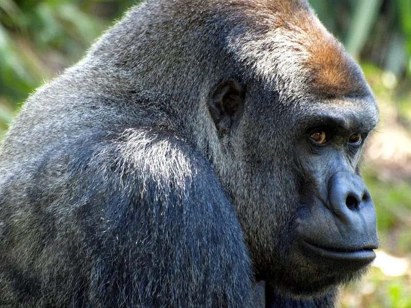 7-Day Uganda Rwanda Gorilla Trekking and Wildlife Tour - Rwanda  - Uganda gallery image
