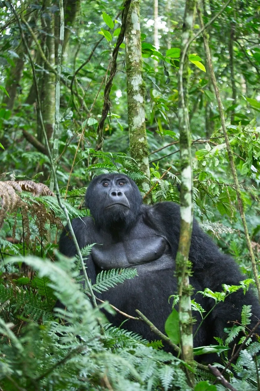 3-Day Murchison Falls Midrange Tour in Uganda-Uganda gallery image