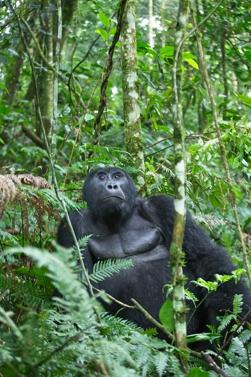 1-Day Uganda Bwindi Gorilla Trek from Kigali City - Rwanda safari hero photo