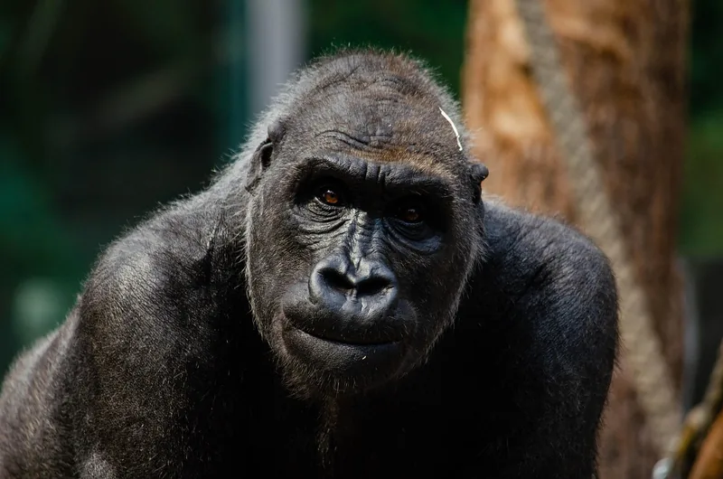 2-Day Tour in Akagera National Park gallery image