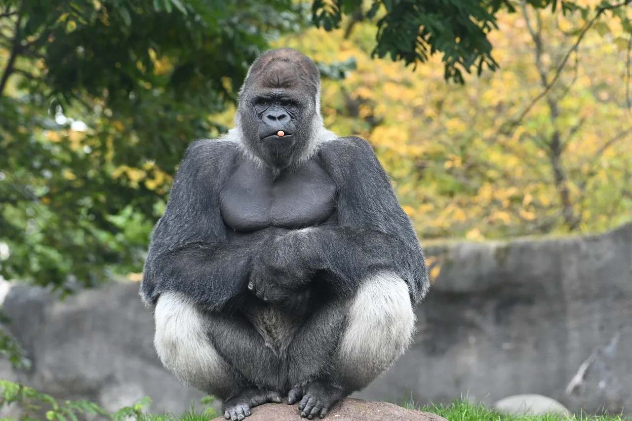3-Day Queen Elizabeth National Park and Chimp Trekking-Uganda gallery image