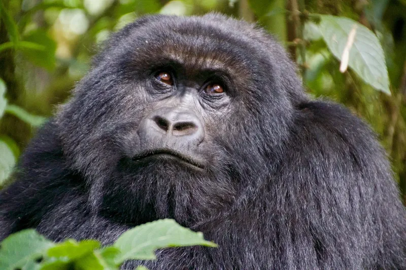 12-Day Ultimate Uganda Wildlife & Primate Adventure-Uganda gallery image