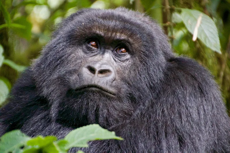 7-Day Volcanoes National Park Adventure Rwanda