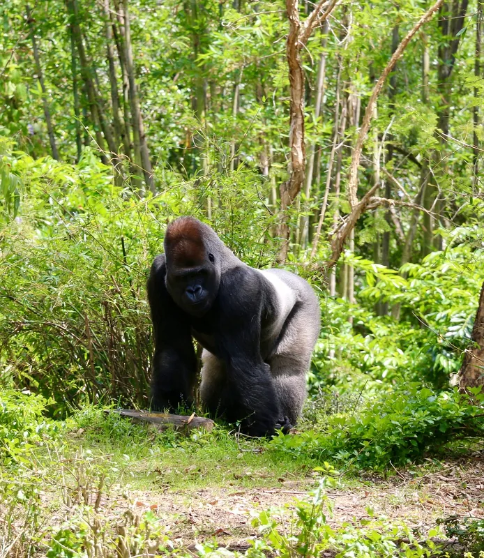3-Day Gorilla & Golden Monkey Trekking gallery image