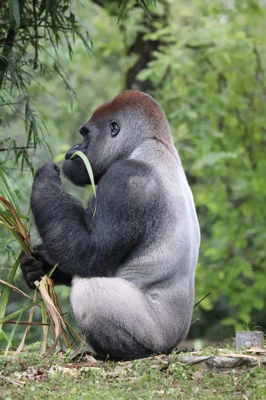 3-Day Rwanda Mountain Gorillas and Golden Monkeys Tour gallery image