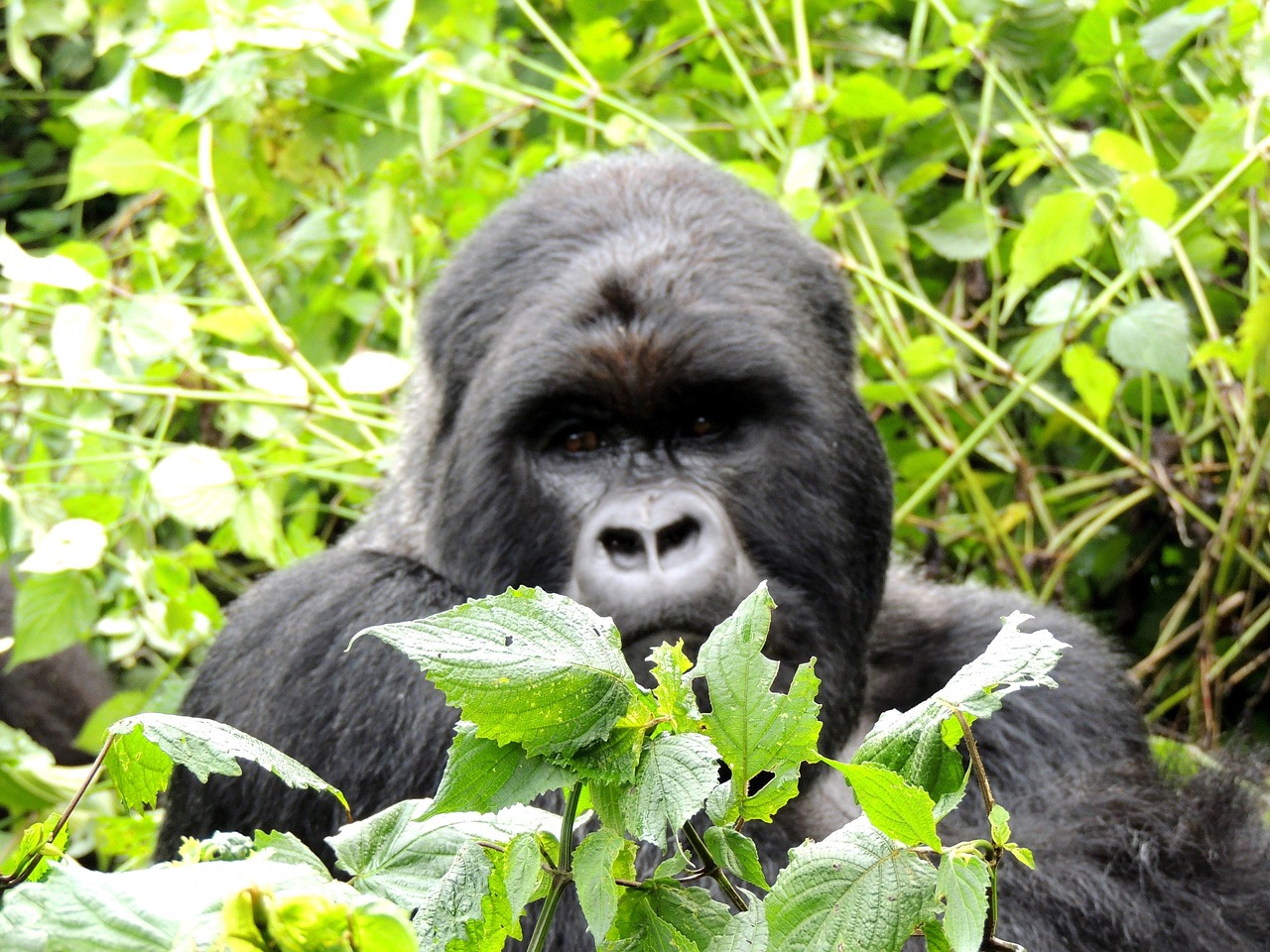 2-Day Days Rwanda Gorilla Trek - Volcanoes National Park - Rwanda