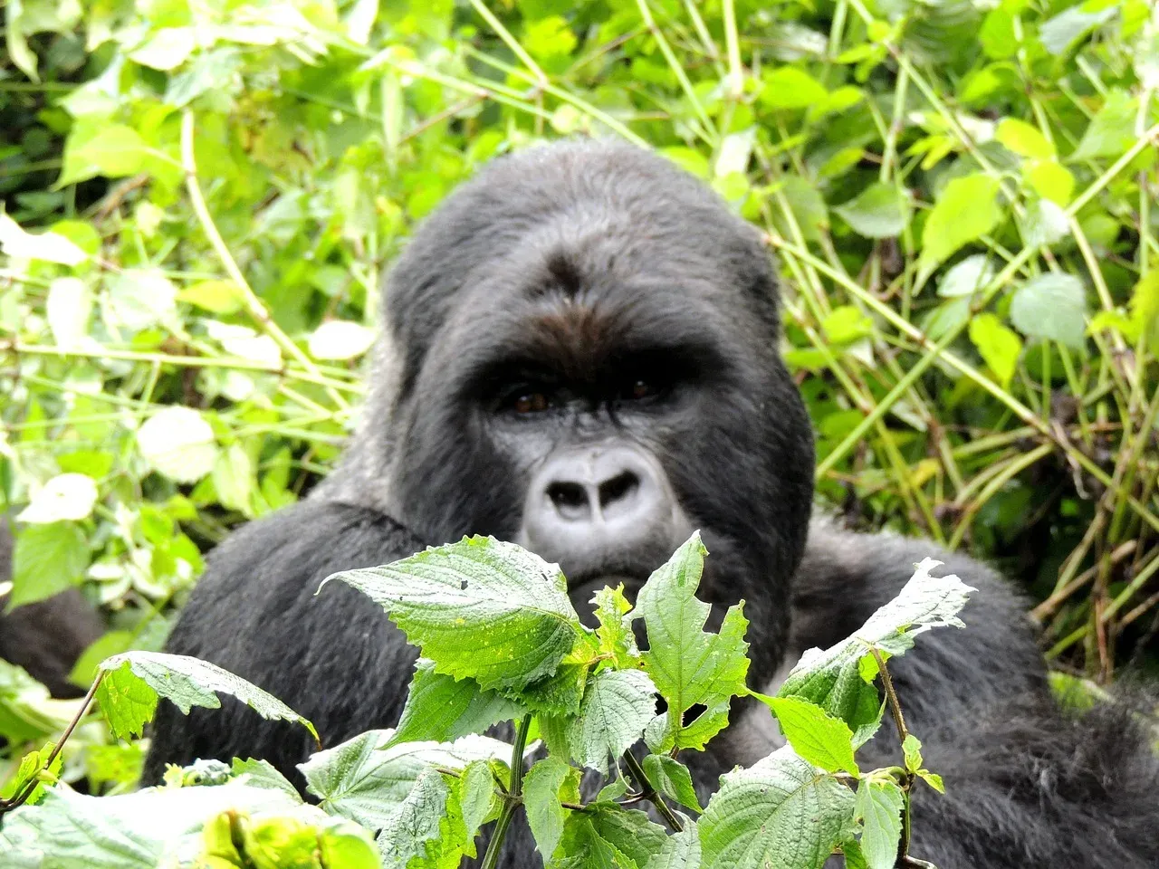 2-Day Days Rwanda Gorilla Trek - Volcanoes National Park - Rwanda hero photo