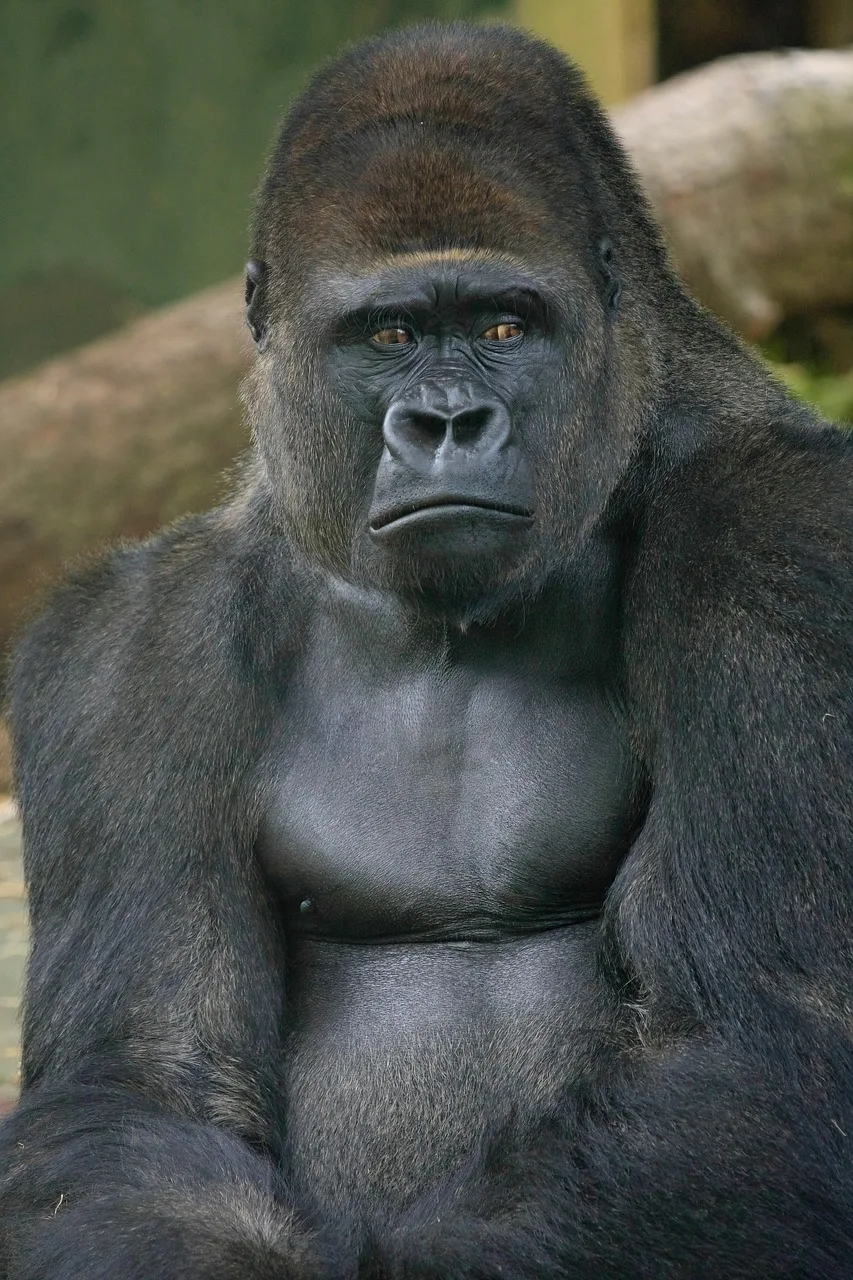 4-Day Gorilla Trek Bwindi Uganda & Golden Monkeys Rwanda gallery image