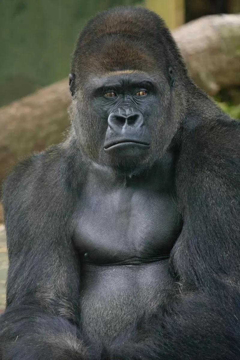 4-Day Gorillas, Wildlife and Chimp Trekking at Kalinzu - Uganda gallery image