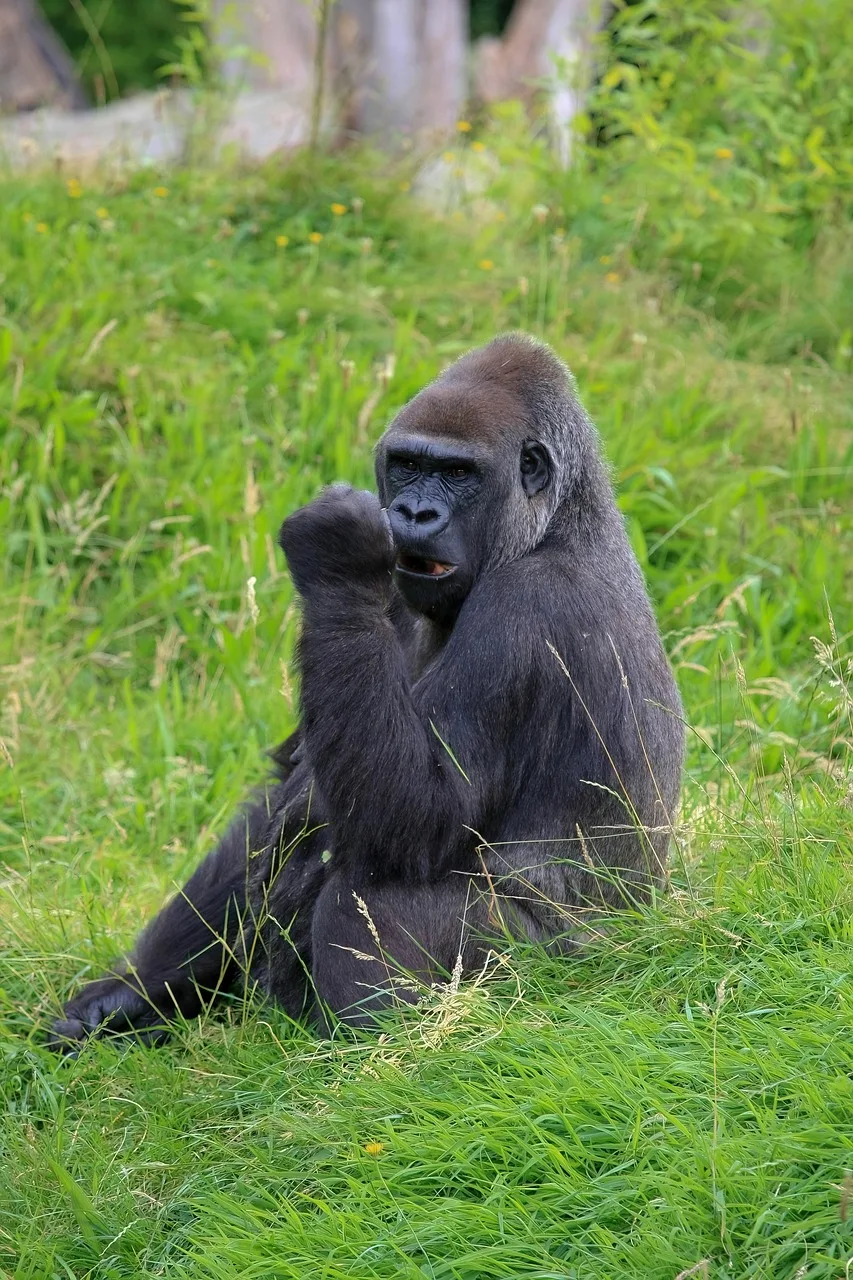 3-Day Volcanoes and Gorillas Tour in Uganda gallery image