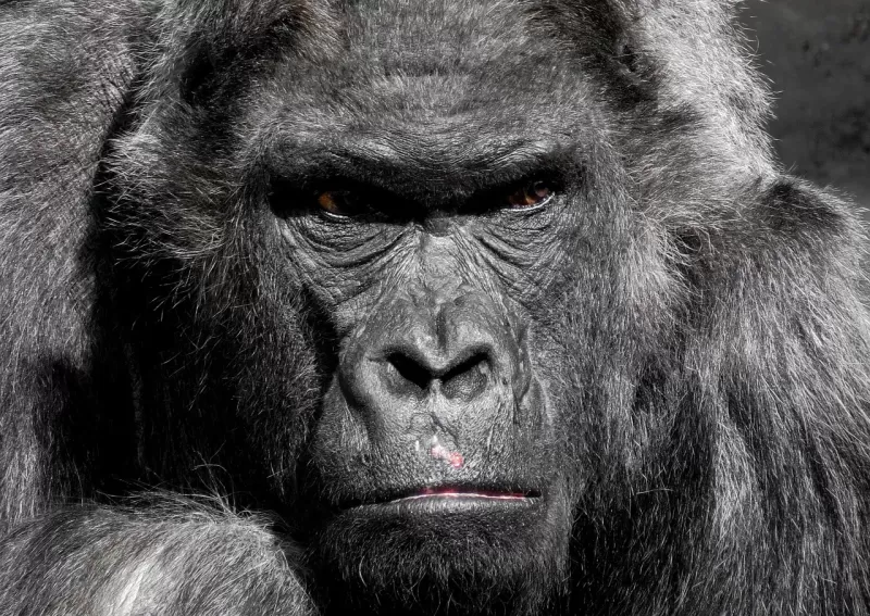 1-Day Rwanda Gorilla Trekking Safari in Volcanoes - Rwanda gallery image