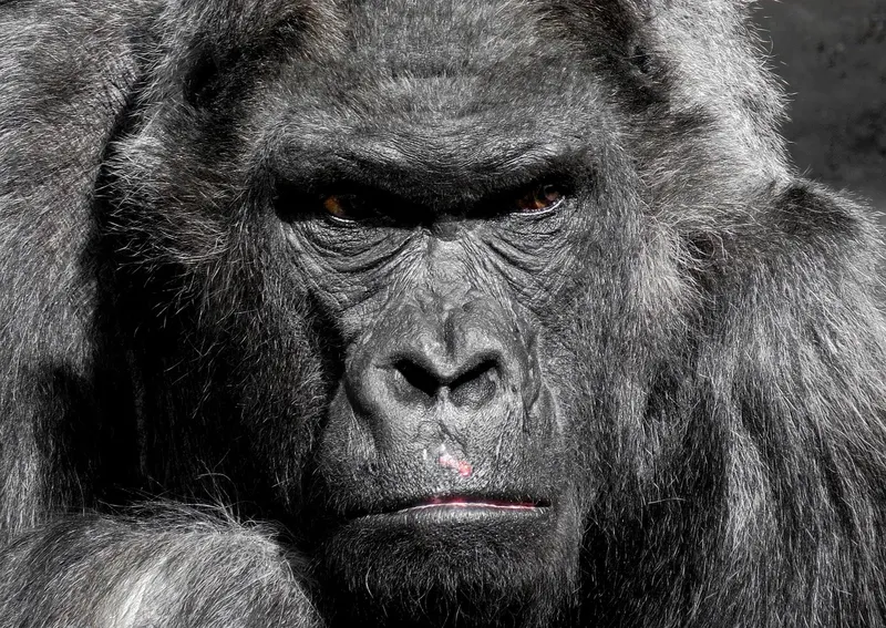 4-Day Bwindi Gorilla and Kibale Chimp Tracking Safari-Uganda gallery image