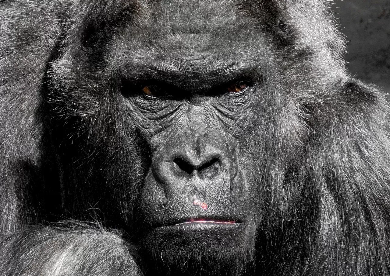 3-Day Chimpanzee Tracking Kibale hero photo