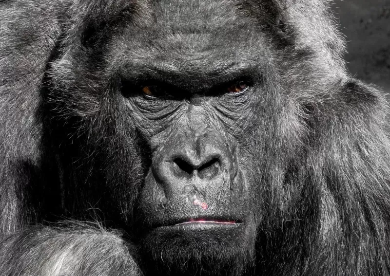3-Day Chimpanzee Tracking Kibale