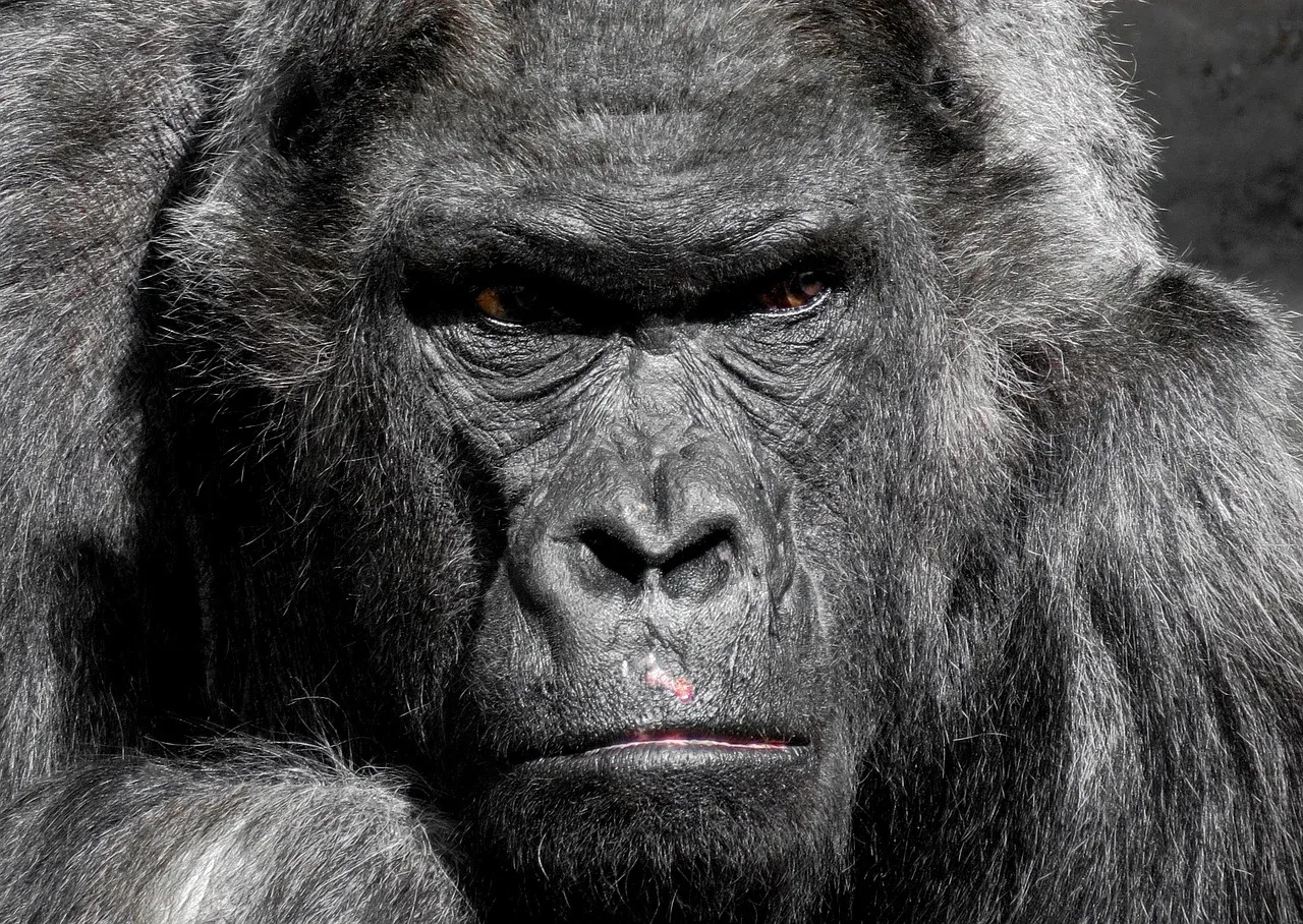 7-Day Rwanda Wild Life Safari , Chimps& Canopy Walk Tour - Rwanda hero photo