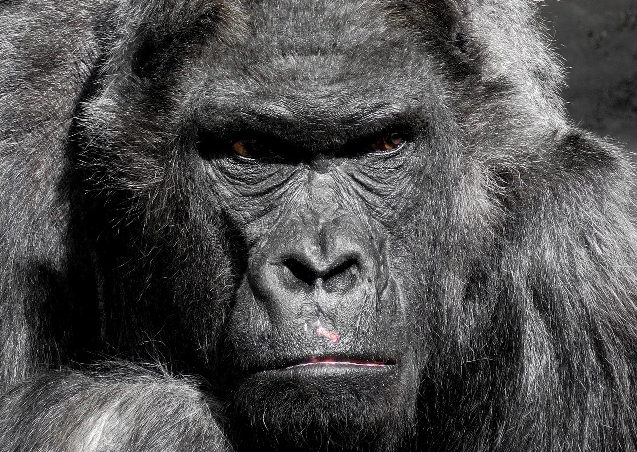 3-Day Volcanoes and Gorillas Tour in Uganda gallery image
