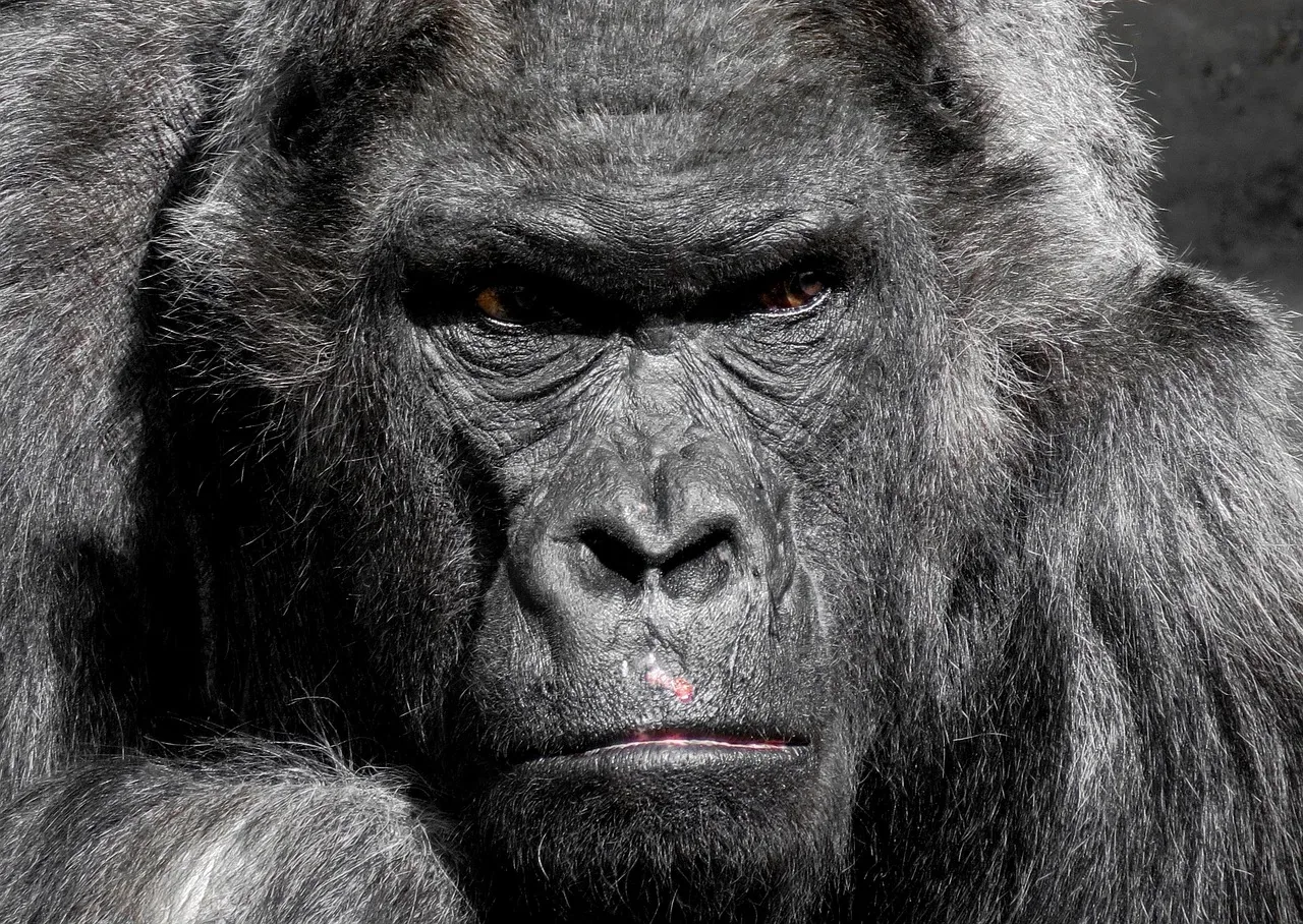 3-Day Bwindi Gorilla Trek and Lake Bunyonyi Tour hero photo
