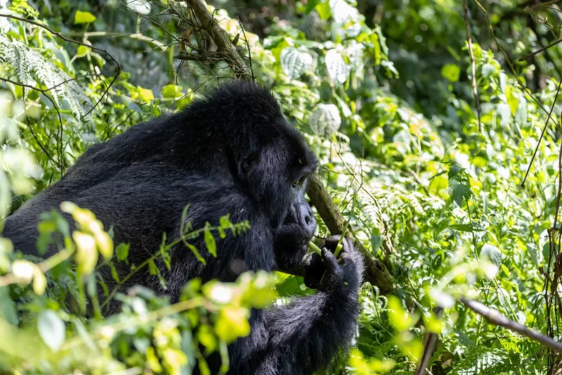 3-Day Rwanda Mountain Gorillas and Golden Monkeys Tour