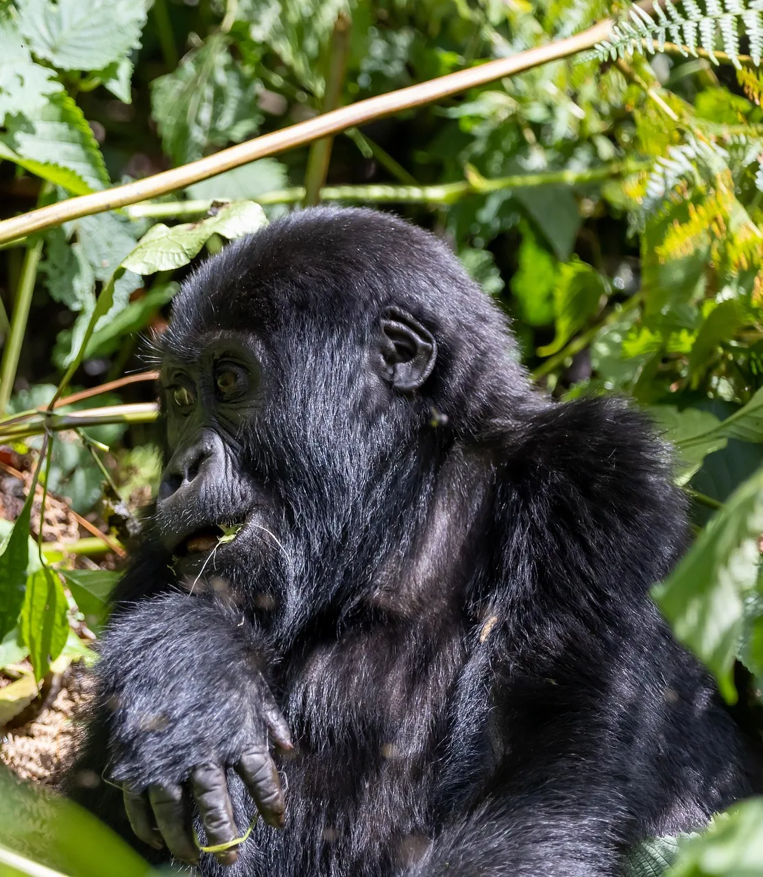 2-Day Akagera Wildlife Safari - Big 5 Encouter - Rwanda gallery image
