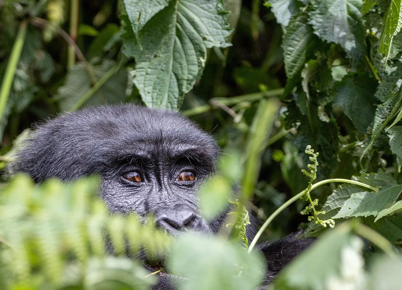 4-Day Gorilla Trekking and Night Safari in Lake Mburo NP - Uganda gallery image
