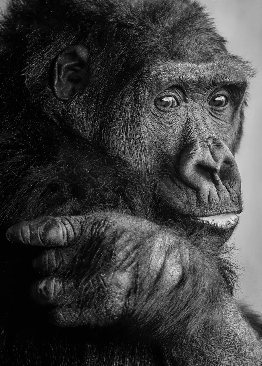 4-Day Gorillas, Wildlife and Chimp Trekking at Kalinzu - Uganda hero photo
