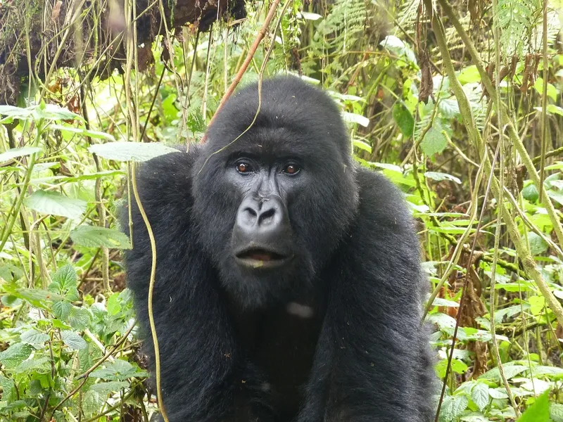 12-Day Ultimate Uganda Wildlife & Primate Adventure-Uganda gallery image
