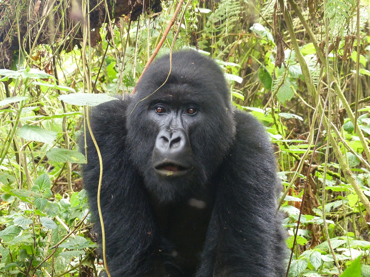 5-Day Rwanda Double Gorillas Visit & Golden Monkeys Trip - Rwanda gallery image