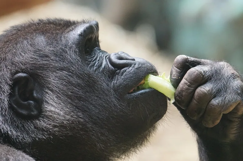 5-Day Safari Trip to Rwanda and Gorillas -  Rwanda