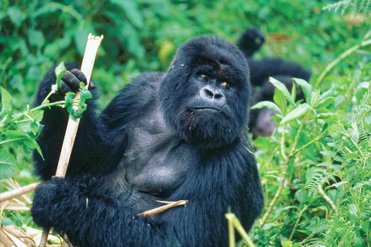 3-Day Queen Elizabeth National Park and Chimp Trekking-Uganda gallery image