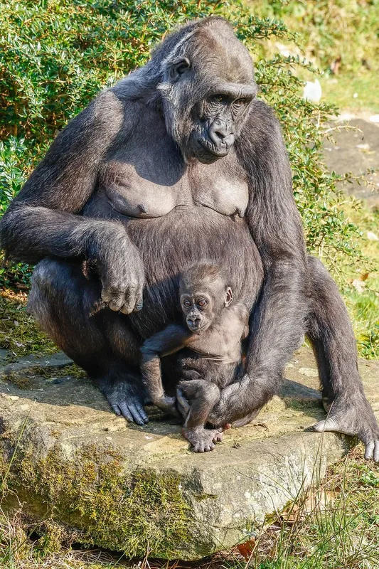 7-Day Uganda Rwanda Gorilla Trekking and Wildlife Tour - Rwanda  - Uganda gallery image