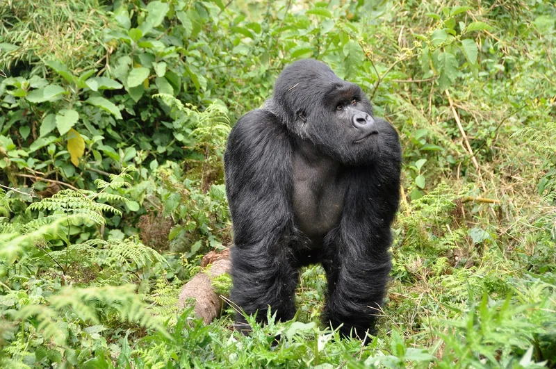 1-Day Rwanda Gorilla Trekking Adventure Tour from Kigali - Rwanda safari