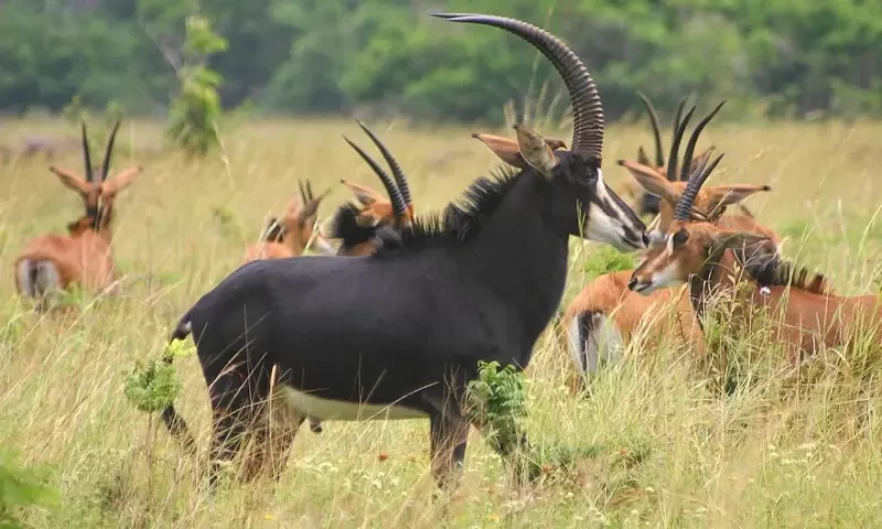 2 Days Adventure in Ruaha National Park